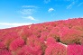 茨城県紅葉、真っ赤なコキア（ほうき草）が見られる国営ひたち海浜公園