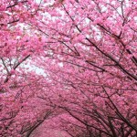 静岡県伊豆河津桜まつり本州で一番早い桜を見に行こう！